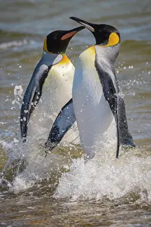 Argue: Two King penguins (Aptenodytes patagonicus) arguing