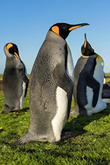 Patagonicus: King penguins (Aptenodytes patagonicus), Colony