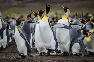 Relationship: King penguins (Aptenodytes patagonicus), fighting over