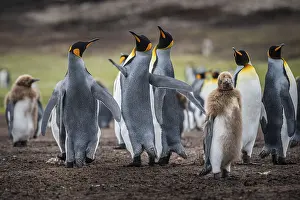 Relationship: King penguins (Aptenodytes patagonicus), fighting over