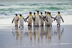 Volunteer: King penguins (Aptenodytes patagonicus), Group at