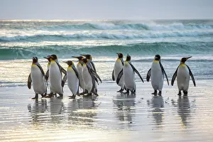 Patagonicus: King penguins (Aptenodytes patagonicus), Group on
