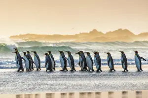 Patagonicus: King penguins (Aptenodytes patagonicus), group on