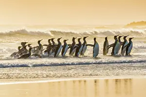 Patagonicus: King penguins (Aptenodytes patagonicus), group in