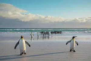 Patagonicus: King penguins (Aptenodytes patagonicus), Group on