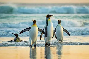Patagonicus: King penguins (Aptenodytes patagonicus), group on
