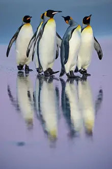 Patagonicus: King penguins (Aptenodytes patagonicus), Group at