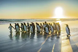 Patagonicus: King penguins (Aptenodytes patagonicus), group on