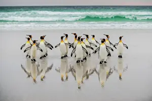 Patagonicus: King penguins (Aptenodytes patagonicus), group on
