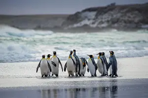 Aptenodytes: King penguins (Aptenodytes patagonicus), Group at