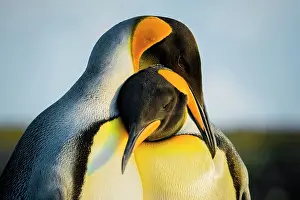 Patagonicus: King penguins (Aptenodytes patagonicus), pair of
