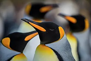 Patagonicus: King penguins (Aptenodytes patagonicus), portrait