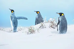 Patagonicus: King penguins (Aptenodytes patagonicus) standing