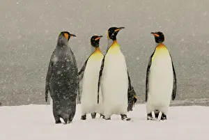 Blizzards: King Penguins in blizzard