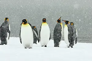 Blizzards: King Penguins in blizzard