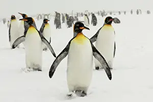 Blizzards: King Penguins in blizzard