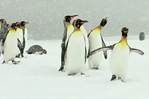 Blizzards: King Penguins in blizzard