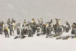 Blizzards: King Penguins in blizzard