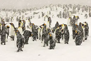 Blizzards: King Penguins in blizzard