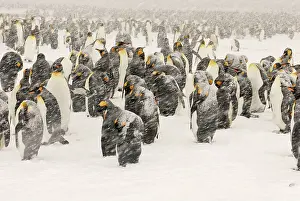 Blizzards: King Penguins in blizzard
