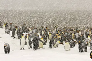 Blizzards: King Penguins in blizzard