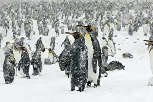Communities: King Penguins in blizzard