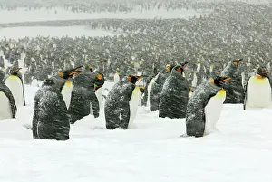 Communities: King Penguins in blizzard