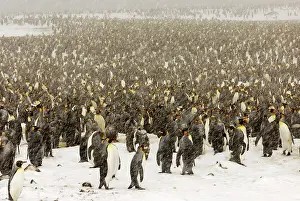 Communities: King Penguins in blizzard
