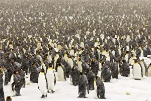 Communities: King Penguins in blizzard
