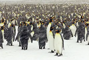 Communities: King Penguins in blizzard