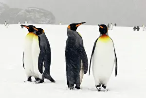 Blizzards: King Penguins in blizzard