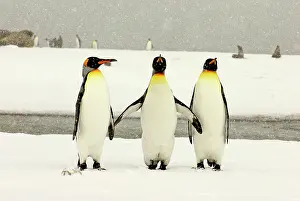 Blizzards: King Penguins in blizzard