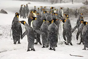 Blizzards: King Penguins in blizzard