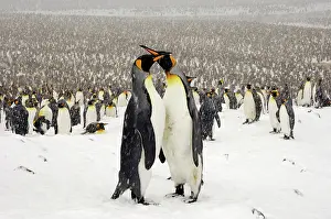 Communities: King Penguins in blizzard