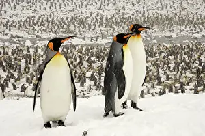 Communities: King Penguins in blizzard