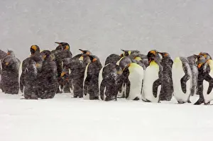 Blizzards: King Penguins in blizzard