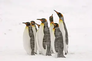 Blizzards: King Penguins in blizzard