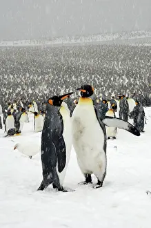 Communities: King Penguins in blizzard