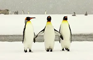 Blizzards: King Penguins in blizzard