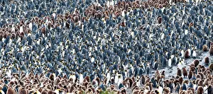 Crowds: King Penguins colony
