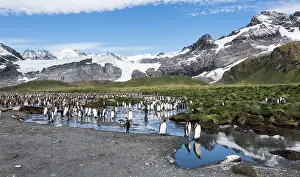 Renato Granieri: King Penguins at colony