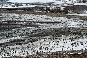 Andrews: King Penguins colony with glacier in the background