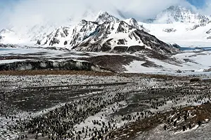 Andrews: King Penguins colony with glacier in the background