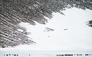 Andrews: King Penguins colony with glacier in the background