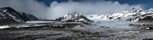 Andrews: King Penguins colony panorama