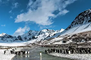 Andrews: King Penguins colony with snow-capped mountains