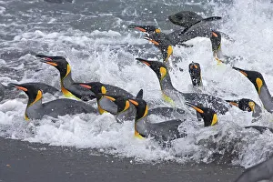 Panic: King Penguins - coming ashore in a panic as Fur