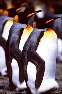 Georgia: KING PENGUINS - incubating, eggs