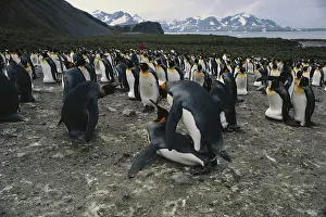 Georgian: King Penguins Mating