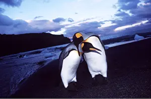 Alyssa Giustozzi: KING PENGUINS - pair preening each other